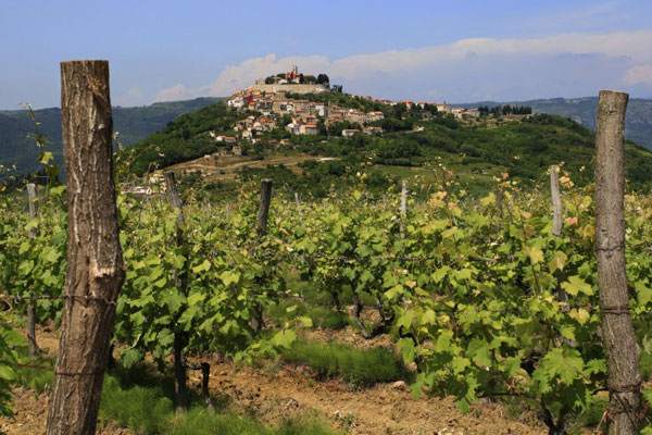 Wine roads of Istria Wine roads of Istria