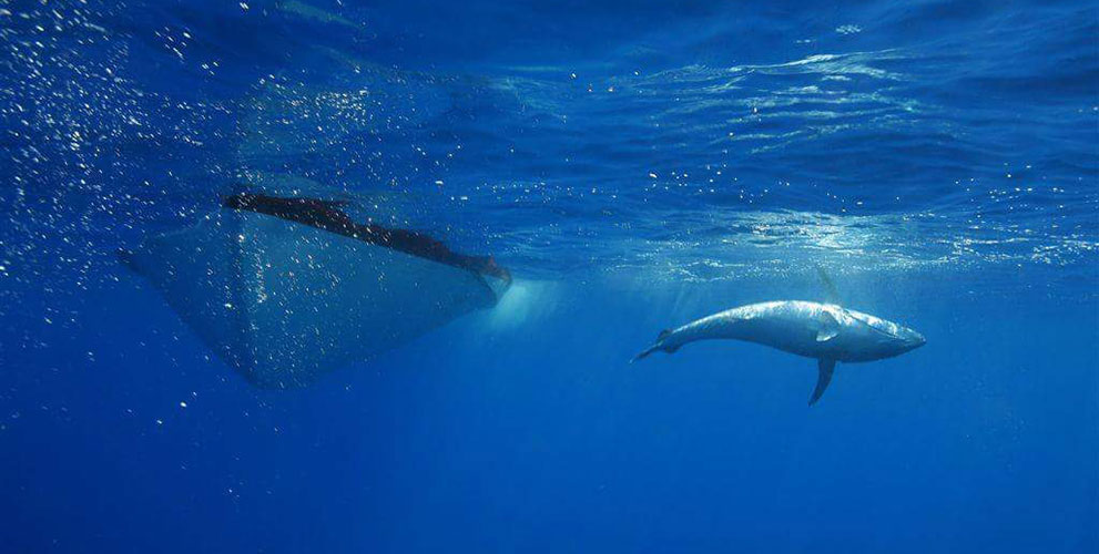 Big Game Fishing In Croatia