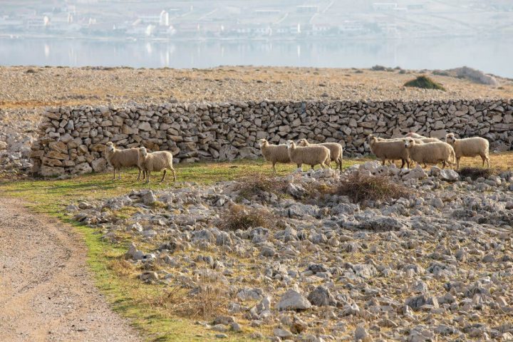 island pag sheep croatia
