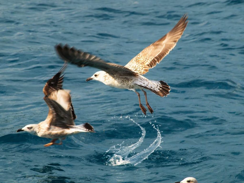 Southern Explorer Cruise Dalmatia